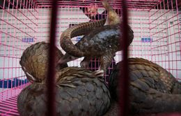 WHO kêu gọi chấm dứt buôn bán động vật hoang dã ở chợ dân sinh