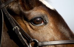 Lần đầu tiên phát hiện một chủng virus corona lây nhiễm trên ngựa