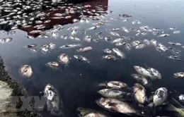 Khoảng 30 tấn cá chết bất thường dọc bờ biển Thanh Hóa