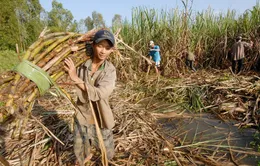 Bộ Công Thương tiếp nhận hồ sơ yêu cầu điều tra đường mía Thái Lan lẩn tránh thuế