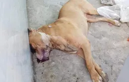Vụ việc chó Pitbull cắn chết người ở Long An: Hậu quả do không xử lý nghiêm