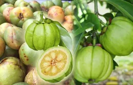 Bí quyết giảm cân an toàn từ thảo dược tự nhiên