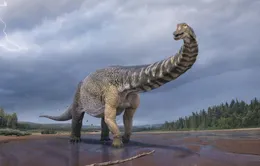 Xác định loài khủng long mới có kích thước lớn