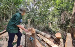Phó Thủ tướng Trương Hòa Bình chỉ đạo xử lý nghiêm tình trạng phá rừng tại Gia Lai