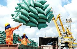 Vì sao xuất khẩu gạo Việt Nam sụt giảm?