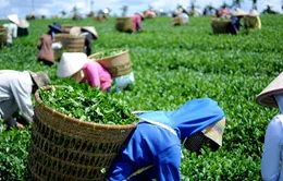 Xuất khẩu chè tăng mạnh cả lượng và giá trị