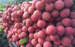 Lần đầu tiên vải thiều Hải Dương xuất khẩu sang Thái Lan