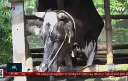 Người chăn nuôi bò sữa khó tìm đầu ra