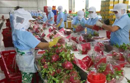 Kiến nghị làm thủ tục kiểm dịch trên hệ thống 1 cửa quốc gia