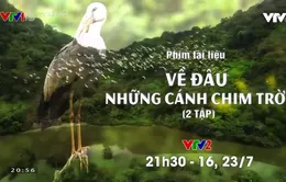 Khám phá bộ phim tài liệu Về đâu những cánh chim trời