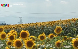 Cách đồng hoa hướng dương gần nhà máy hạt nhân Fukushima Daiichi
