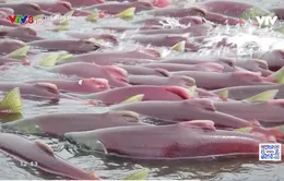 Rò rỉ hóa chất làm cá chết hàng loạt tại Na Uy