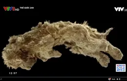 Phát hiện xác ướp sư tử được bảo quản nguyên vẹn sau hơn 28.000 năm
