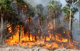 Cháy rừng trong điều kiện khô nóng, gió thổi mạnh diễn ra trên khắp Paraguay