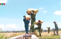 Công an Đà Nẵng giúp dân thu hoạch lúa