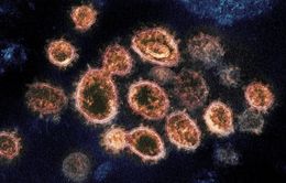 Người đã tiêm vaccine COVID-19 vẫn có thể phát tán virus SARS-CoV-2