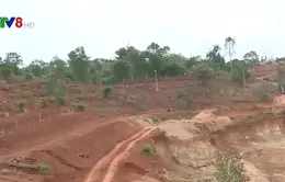 Đắk Lắk: Đề nghị điều tra vụ Giám đốc ngân hàng hủy hoại đất