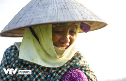 "Nụ cười đồng áng" lại nở trên những ruộng rau tại Hà Nội sau nới lỏng giãn cách