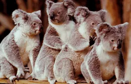 Australia mất đi 1/3 số Koala trong 3 năm qua