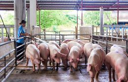 Giá lợn hơi trong dân xuống dưới 50.000 đồng/kg