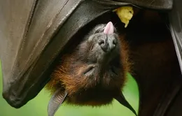 1 ca tử vong vì virus Nipah, Ấn Độ đẩy nhanh truy vết tiếp xúc