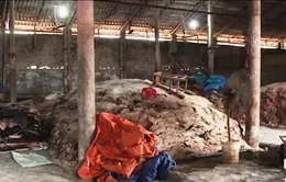 Ô nhiễm, bốc mùi hôi thối ở cơ sở chế biến da trâu, da bò xuất khẩu ngay tại Hà Nội