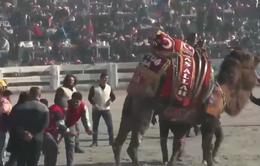 Thổ Nhĩ Kỳ: Sôi động lễ hội đấu lạc đà