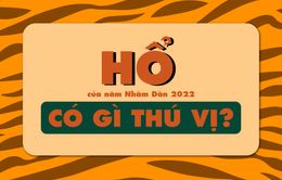 Hổ của năm Nhâm Dần 2022 có điều gì thú vị?