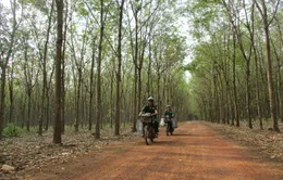 "Vàng trắng" hồi sinh, người trồng kiếm tiền tỉ