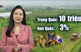 Bỏ phố về quê cần chuẩn bị gì?