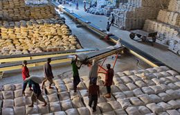 Giá gạo Việt xuất khẩu tăng vượt Thái Lan