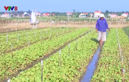 Nghệ An tập trung khôi phục sản xuất sau mưa lũ