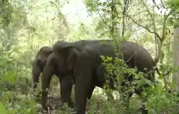 Đắk Lắk chi 55 tỷ đồng chấm dứt du lịch cưỡi voi