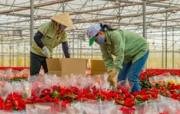 Đà Lạt cung ứng 200 triệu cành hoa cho thị trường Tết