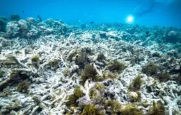 Rạn san hô Great Barrier ở Australia nên nằm trong danh sách 'đang gặp nguy hiểm'