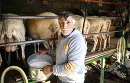 Lạm phát đe dọa nông nghiệp Hy Lạp