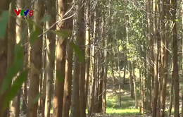 Tháo gỡ khó khăn để giúp nông dân trồng rừng gỗ lớn