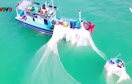 Mùa ruốc sớm ở Phú Yên