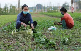 Giá rau xanh ở Hà Nội tăng mạnh do rét đậm