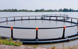 Lồng nuôi HDPE: Giải pháp nuôi trồng thủy sản bền vững