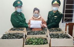 Vận chuyển 40kg quả thuốc phiện từ Lào về Việt Nam