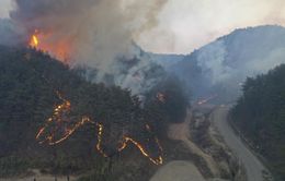 Hàn Quốc dập tắt đám cháy rừng sau hơn 200 giờ bùng phát