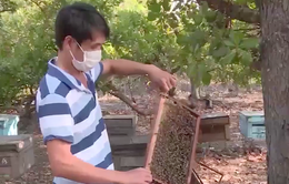 Đắk Lắk: Khó khăn bủa vây người nuôi ong