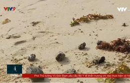 Chưa xác định nguyên nhân dầu vón cục dạt vào bãi biển Nha Trang