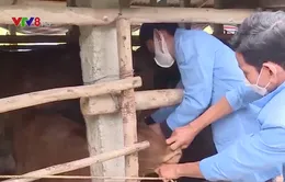 Dịch viêm da nổi cục tái bùng phát trên đàn bò ở Bình Định