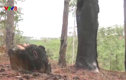 Lâm Đồng lại phát hiện thêm 1 vụ phá rừng để trồng cây nông nghiệp