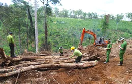 Gần 1,9 ha rừng bị tàn phá: Đình chỉ công tác Chủ tịch xã Lộc Phú