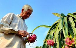 Người trồng thanh long càng làm càng lỗ