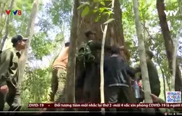 Người Cơ Tu giữ rừng Pơ mu