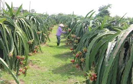 Nông dân chặt bỏ hàng nghìn ha thanh long